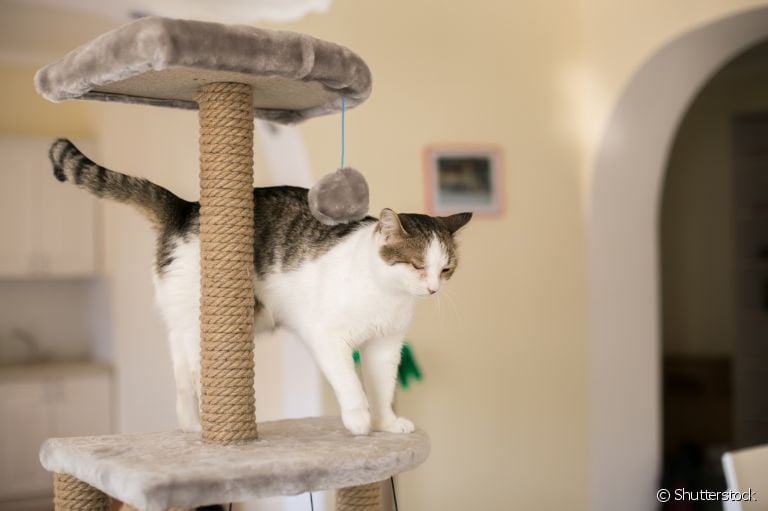  O arranhador vertical para gatos é uma ótima opção para garantir a diversão do seu bichano 