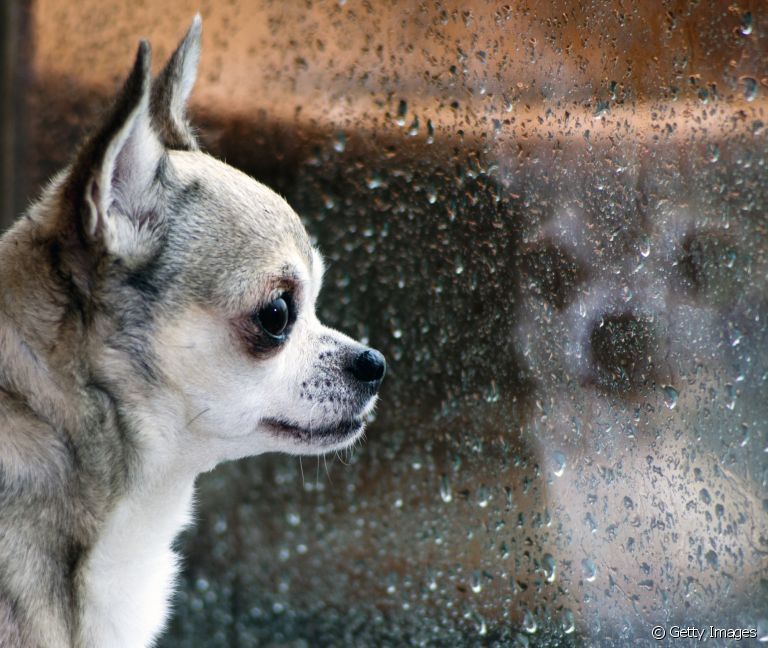 Cachorro com medo de chuva e trovão? Saiba o que fazer para deixá-lo mais calmo nessas horas!