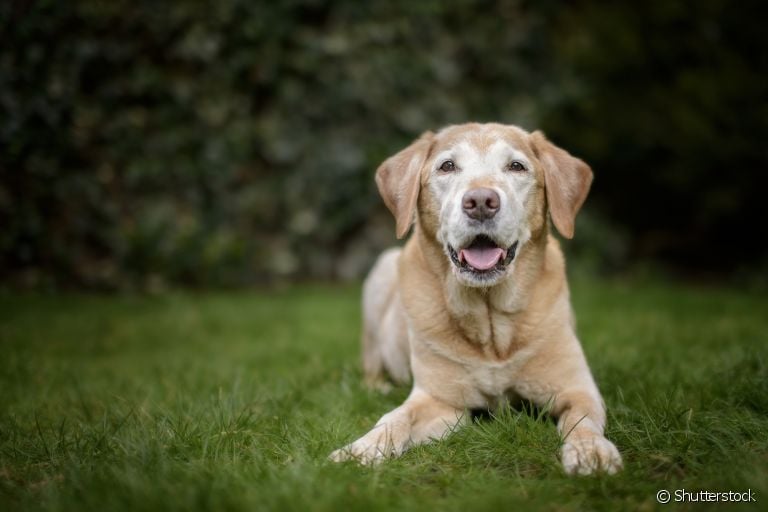 A displasia coxofemoral em cães causa dor e desconforto. Saiba como aliviar esses incômodos no seu pet!