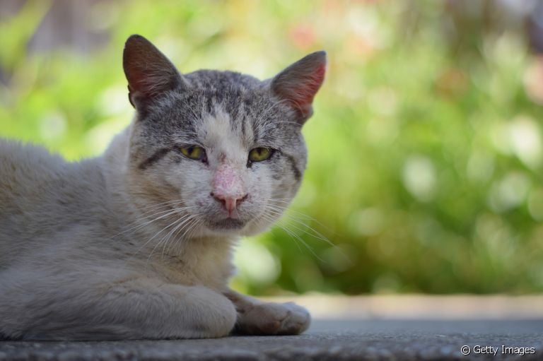 Gato tem Azheimer? Saiba mais sobre a disfunção cognitiva felina
