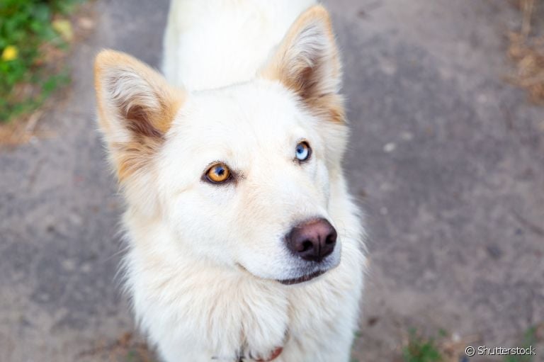  Husky Siberiano é uma das raças com maior propensão para nascer com heterocromia 