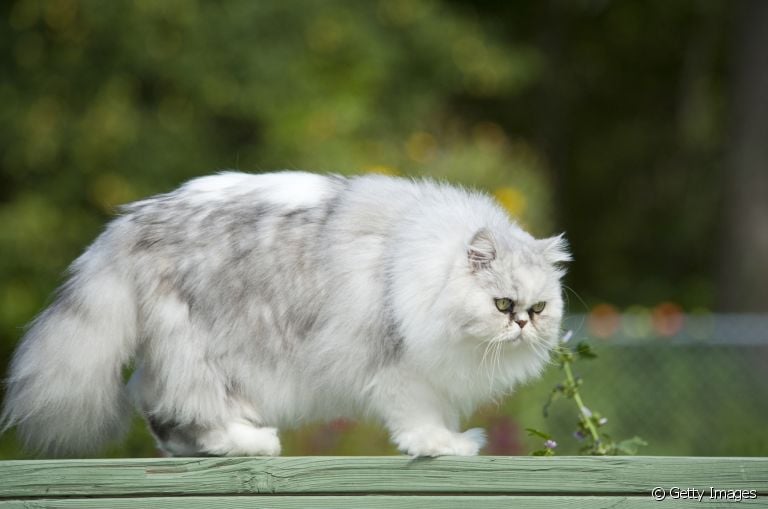 O gato com hipotireoidismo tende a ficar acima do peso