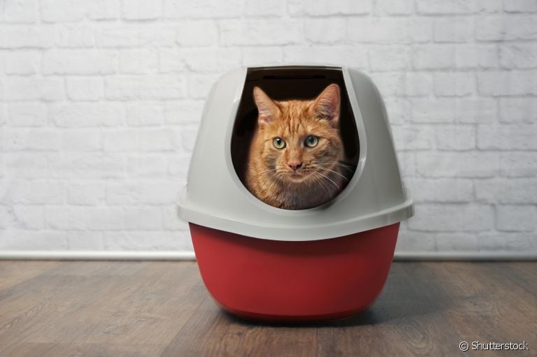 A infecção urinária em gatos pode resultar em mudanças no comportamento do seu bichano. Veja algumas delas abaixo!