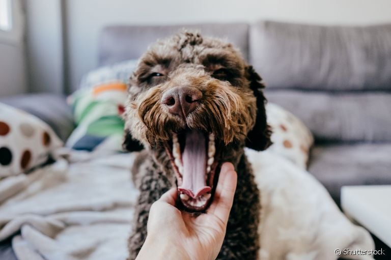 Cachorro bocejando muito: esse simples comportamento canino não significa apenas sono