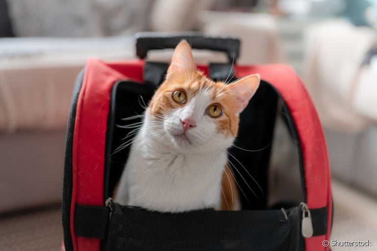 A mochila de gato pode trazer mais conforto para a rotina do bichano (e praticidade para o tutor também!)
