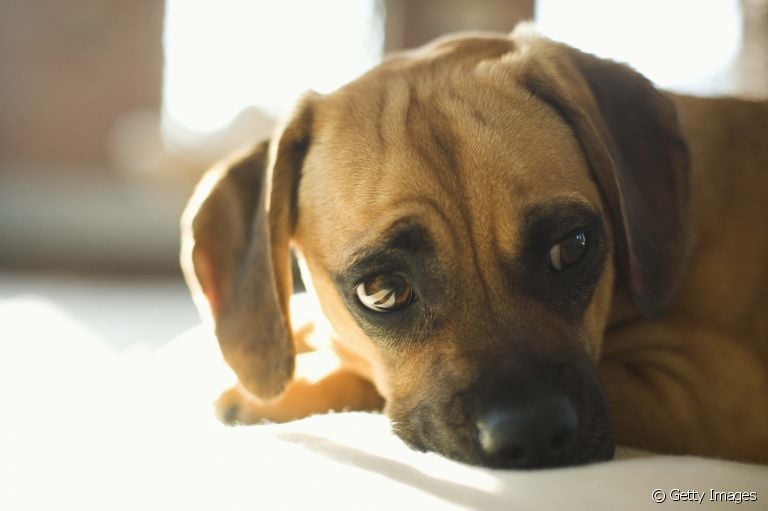 Doença do carrapato em cães: veja como a doença se manifesta no corpo desses animais