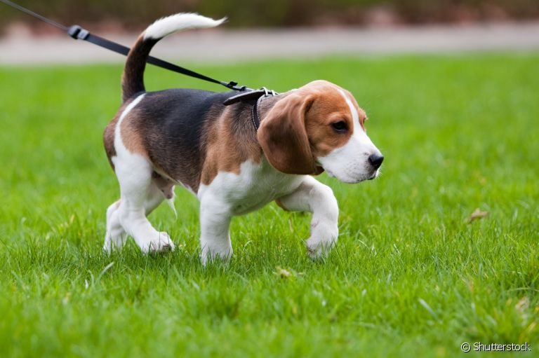 Passear com cachorro: exercícios e atividades podem variar de acordo com as características do animal. Saiba mais!