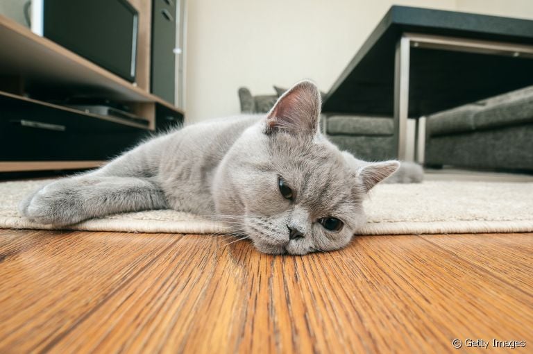 A PIF em gatos se manifesta de diferentes formas. Saiba quais são os principais efeitos da doença!