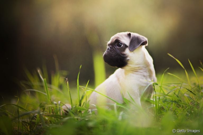 Algumas raças de cachorro não demandam uma rotina intensa de atividades físicas