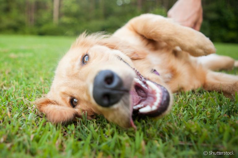Labrador, Golden Retriever, Poodle e outros: veja quais são os cachorros mais dóceis do mundo! 
