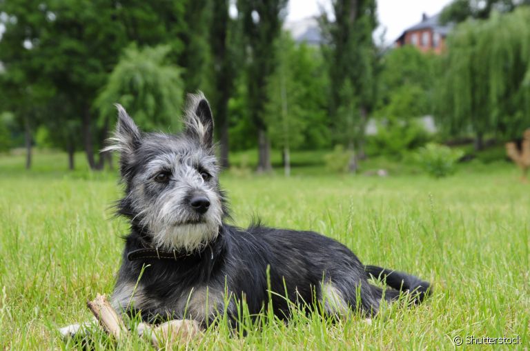  Conheça algumas raças de cachorro conhecidas pela alta expectativa de vida 