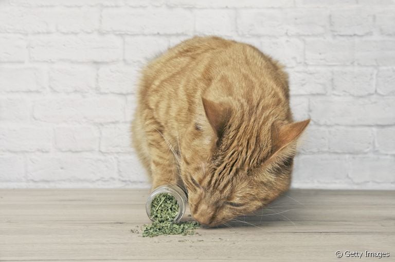 Erva de gato: para que serve, os efeitos da plantinha e como usá-la no dia a dia com seu pet