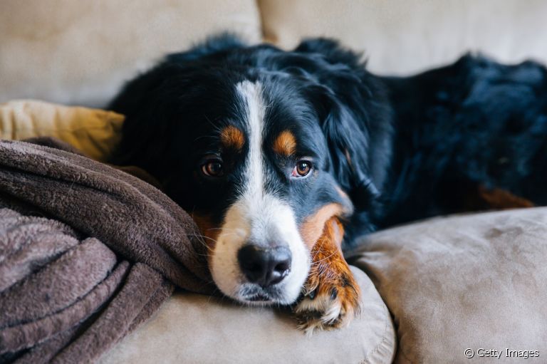 Cachorro deprimido ou ansioso? Saiba quando um psicólogo de cachorro pode ajudar!