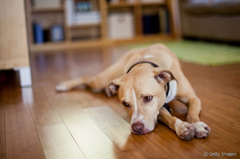 Cachorro com secreção saindo do pênis é grave? Descubra a seguir!