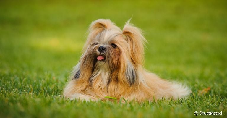 O Shih Tzu é muito popular e companheiro: saiba mais sobre esse cãozinho amado pelos brasileiros!
