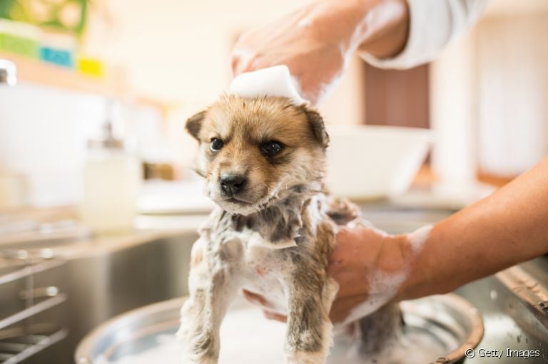 Saiba como dar banho em cachorro, os produtos mais indicados e quais cuidados são necessários