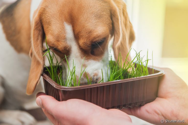 Seu cachorro come grama? Talvez seja uma boa ideia plantar algumas dentro de casa!