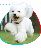 Veja em infográfico as raças de cachorro queridinhas dos brasileiros