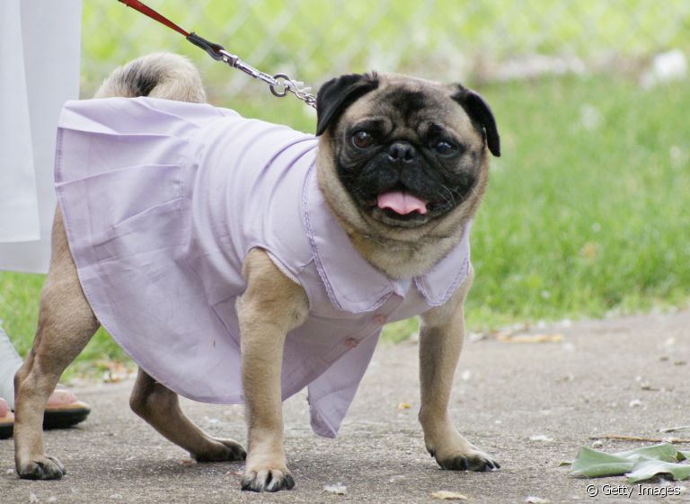 Vestido para cachorro: como escolher o melhor modelo?