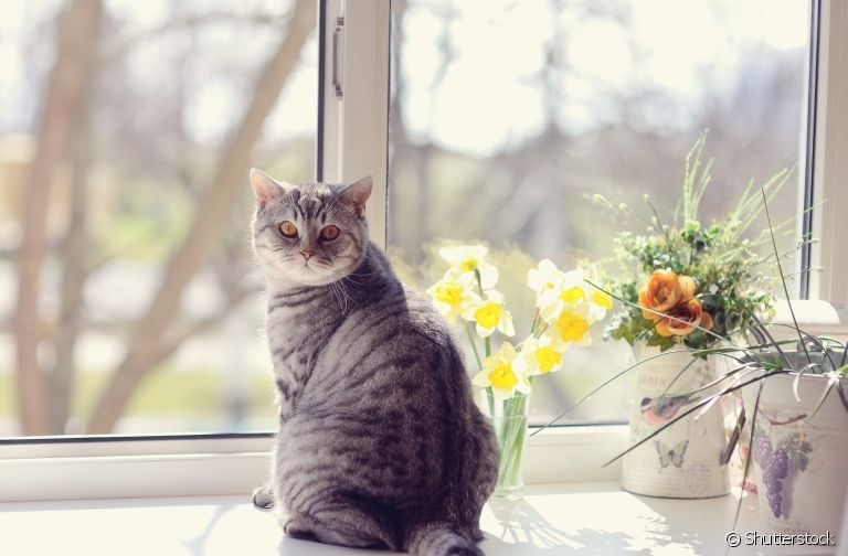 Veja como a criação indoor e a tela de proteção para gatos pode ajudar a diminuir as fugas dos felinos