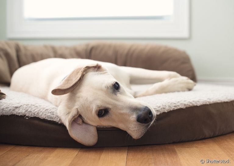 A l eishmaniose canina pode debilitar bastante o organismo do cachorro 
