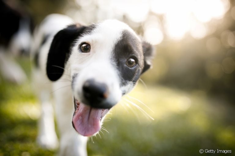 Chegou a hora de desvendar algumas curiosidades sobre cachorros!