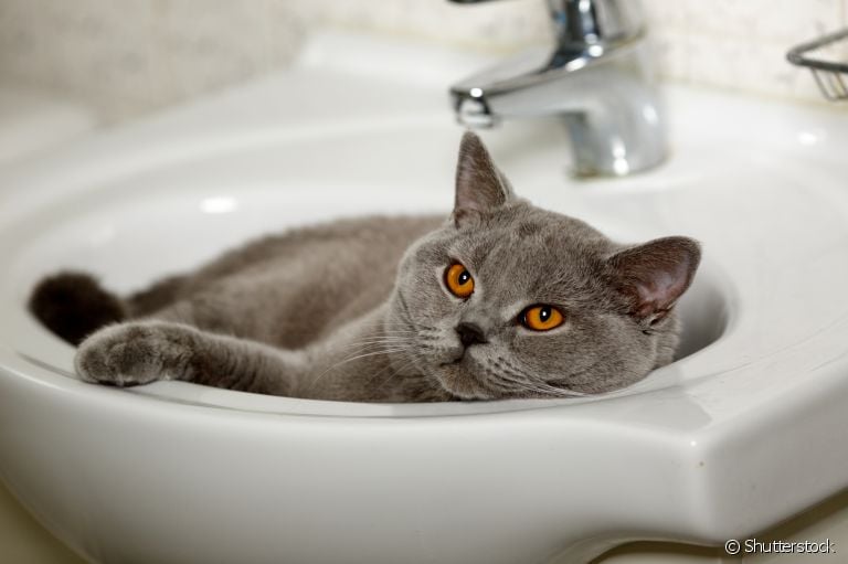 O comportamento estranho de gato pode ser motivado por uma série de fatores. Entenda! 