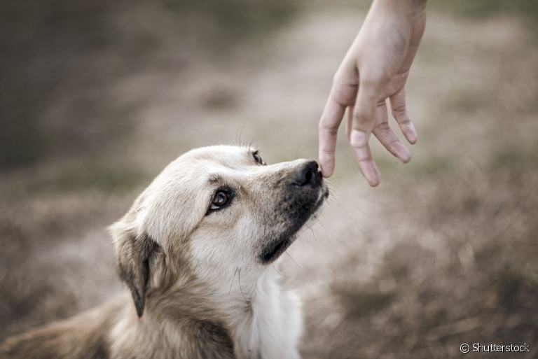 Afinal, o cachorro sabe quando o dono está chegando em casa?