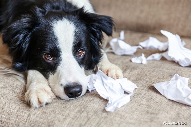 Veja alguns comportamentos caninos que indicam a necessidade de um adestrador de cachorro