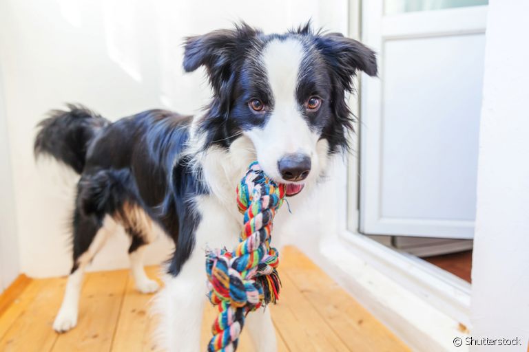 Educar cachorro filhote é um grande desafio, mas não é impossível