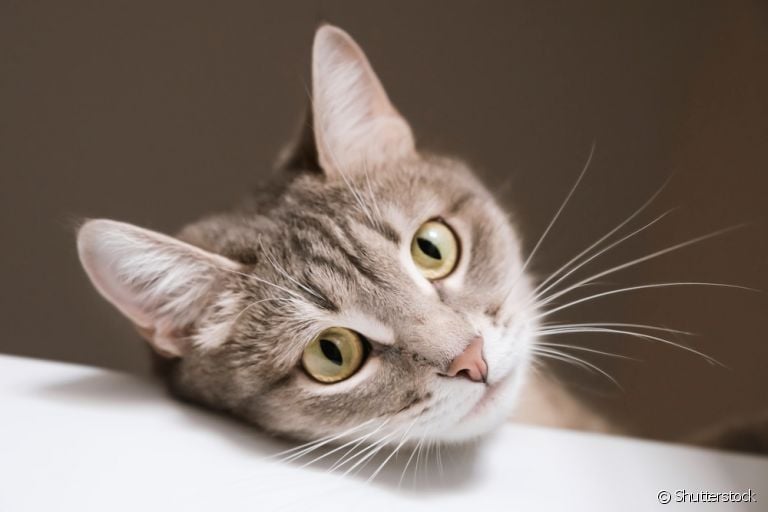  O bigode do gato está presente em muitos processos da rotina do animal, como a comunicação e o equilíbrio 