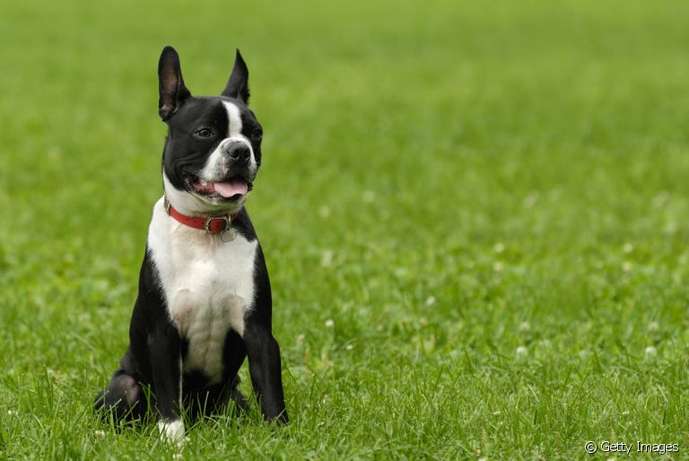 Boston Terrier: conheça este cachorro de raça pequeno que vai fazer você se apaixonar! 