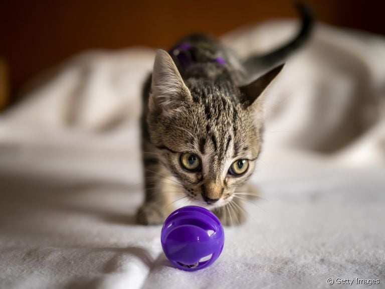 Jogos para gatos brincarem: da bolinha com guizo aos aplicativos de celular e tablet. Confira as opções!