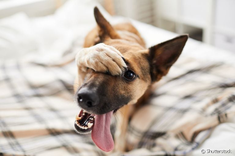 Entenda como estresse pode afetar a saúde do seu cachorro!