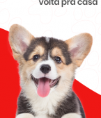 Cachorro feliz: veja em infográfico as coisas que mais despertam os hormônios da felicidade no seu pet