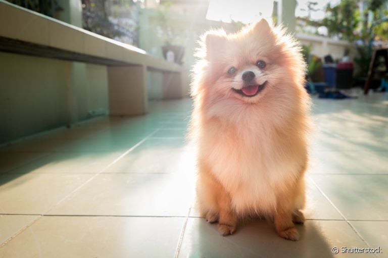 Você sabia que cachorro sente calor? Veja como cuidar do amigo de quatro patas nos meses mais quentes! 