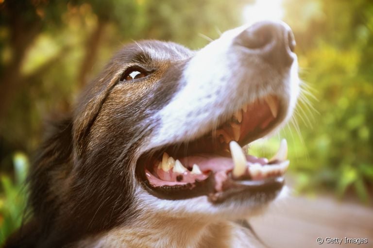 Cachorro sente dor de dente, e por isso é muito importante ficar atento ao sorriso do seu amigo