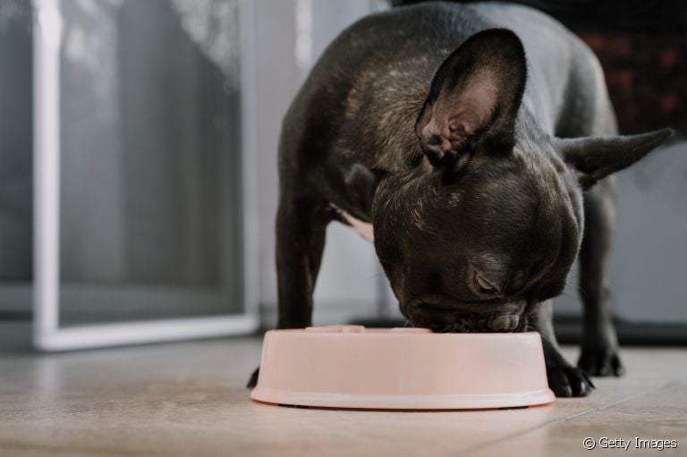 Cachorro vegetariano ou vegano: os animais podem seguir esse tipo de dieta?
