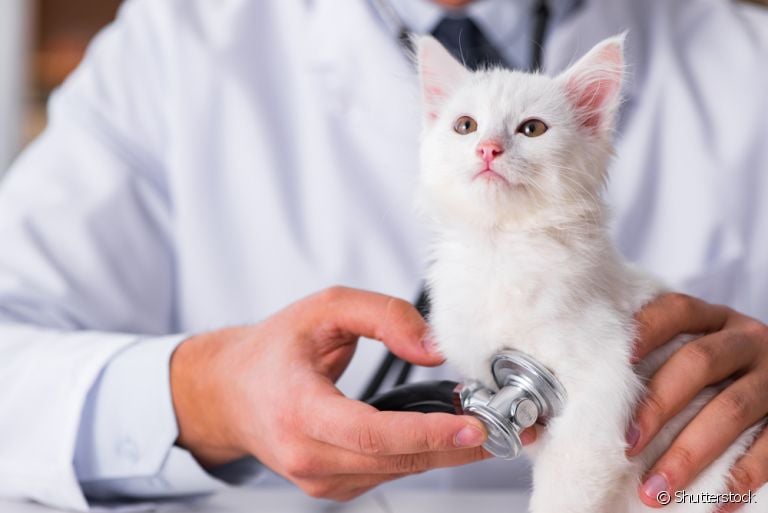 A cardiomiopatia hipertrófica felina causa alterações no músculo do coração