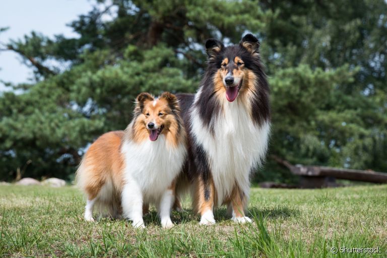 As raças Collie e Pastor-de-shetland são bem semelhantes, mas é claro que cada uma tem suas particularidades. Veja abaixo!