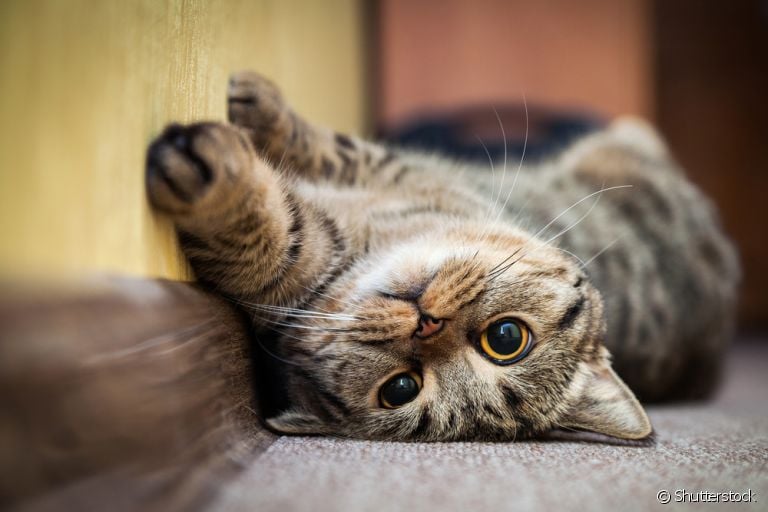 O gato desidratado vai apresentar sinais bem claros do problema