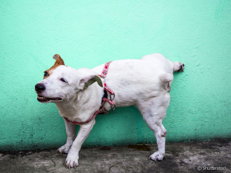 Cachorro fazendo xixi pela casa? Saiba por que e como evitar que isso aconteça