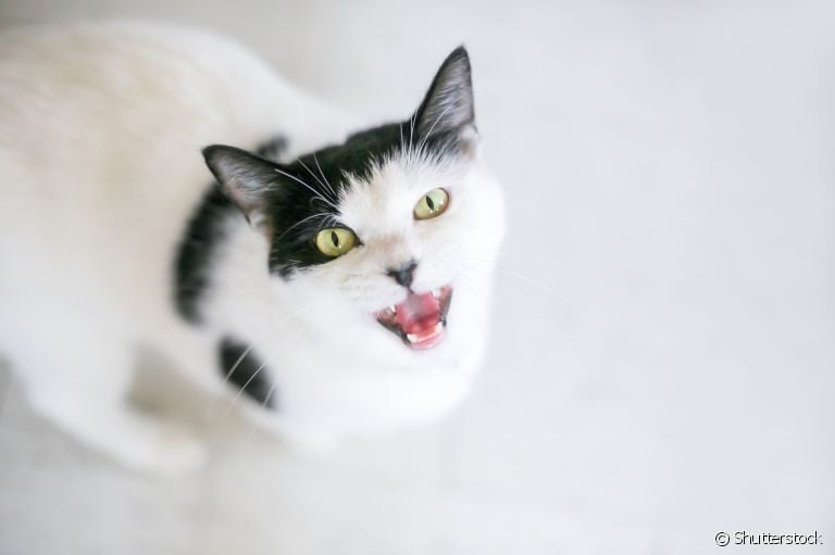 O som de gato miando está fora do normal? Entenda quando isso pode indicar um problema!