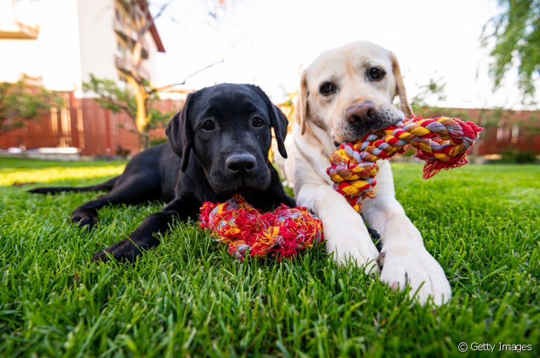 O comportamento canino pode dizer muito sobre a personalidade do seu cãozinho!