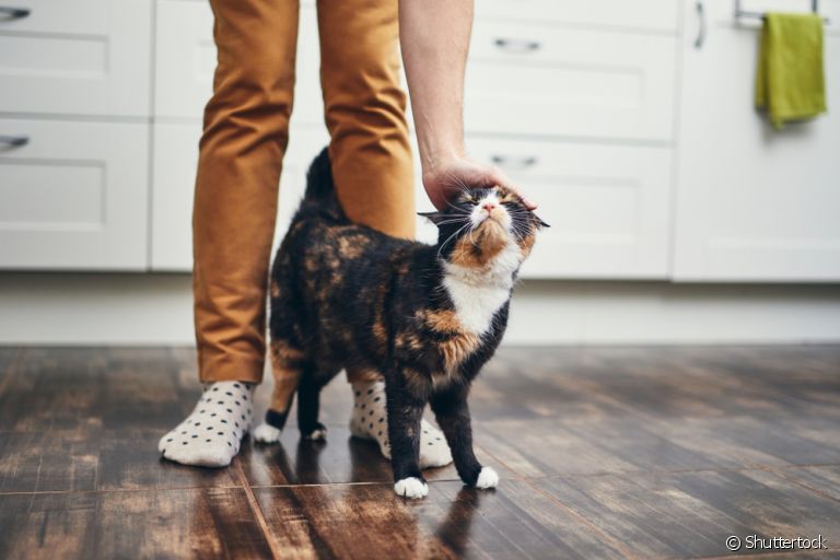 O gato segue o dono pela casa por diversos motivos