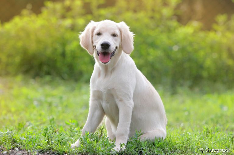 A osteoartrite canina é uma das doenças articulares que mais atingem os cães. Saiba mais sobre ela e outras patologias! 