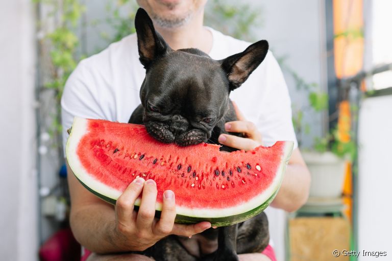 Descubra a seguir quais frutas que cachorro pode comer e qual é a melhor forma de oferecê-las! 