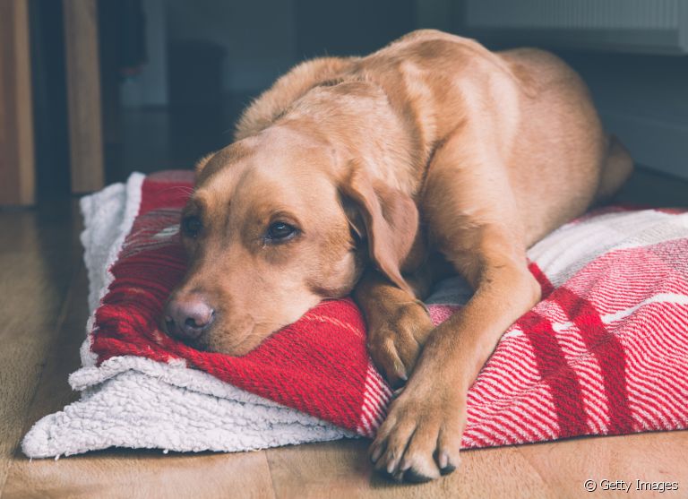 Cachorro com gastrite: prostração é um dos sintomas da doença