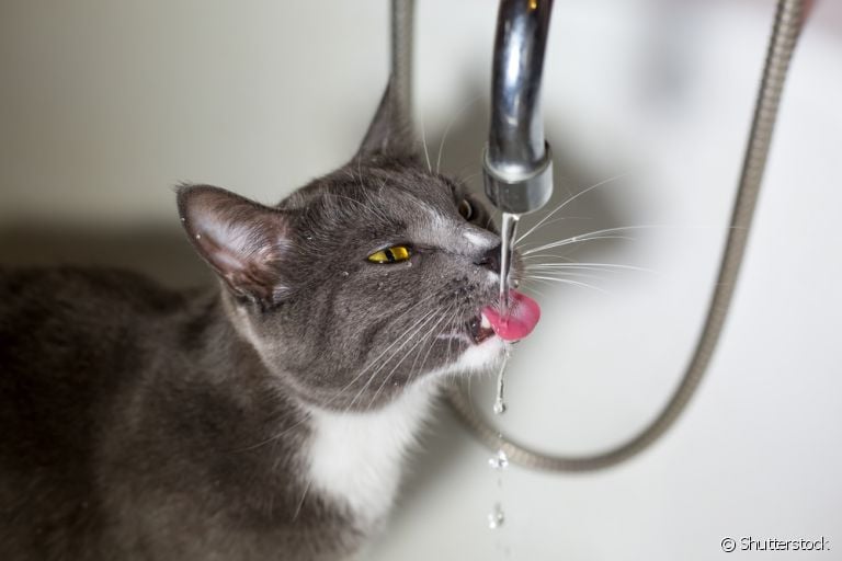 Você sabia que gato sente calor? Descubra como amenizar os efeitos da alta temperatura no seu bichano!