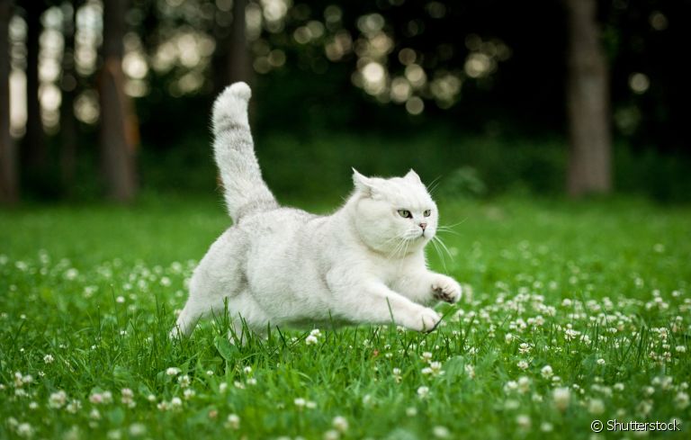 Gato correndo de um lado pro outro: entenda os principais motivos por trás desse comportamento felino